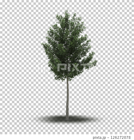 large tree with a shadow under it, isolated on a transparent background, 3D illustration, cg render large tree with a shadow under it, isolated on a transparent background, 3D illustration, cg render 126272078