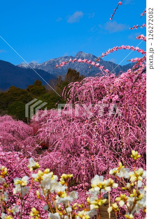 鈴鹿の森庭園のしだれ梅 126272082