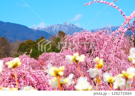 鈴鹿の森庭園のしだれ梅 126272084