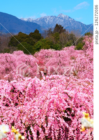 鈴鹿の森庭園のしだれ梅 126272086
