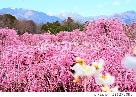 鈴鹿の森庭園のしだれ梅 126272090