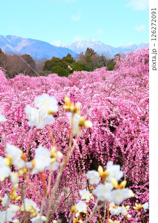 鈴鹿の森庭園のしだれ梅 鈴鹿の森庭園のしだれ梅 126272091