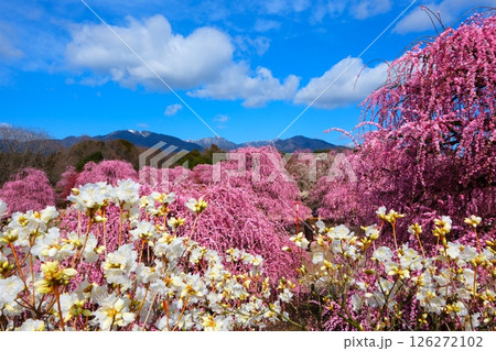 鈴鹿の森庭園のしだれ梅 126272102
