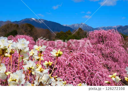 鈴鹿の森庭園のしだれ梅 126272108