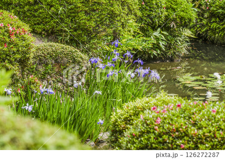 龍潭寺庭園(浜松市)に咲くカキツバタ 龍潭寺庭園(浜松市)に咲くカキツバタ 126272287
