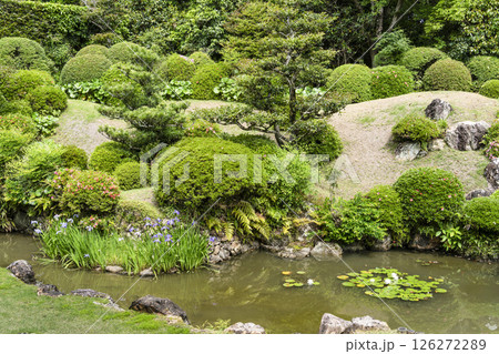 龍潭寺庭園（浜松市）に咲くカキツバタとスイレン 126272289