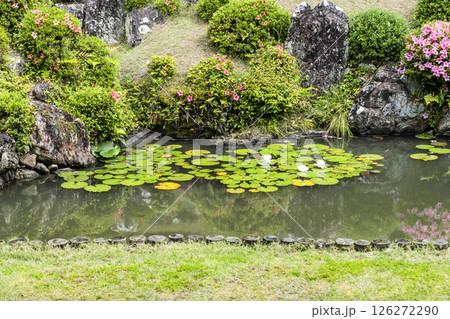 龍潭寺庭園（浜松市）に咲くスイレン 126272290