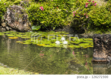 龍潭寺庭園（浜松市）に咲くスイレン 126272300
