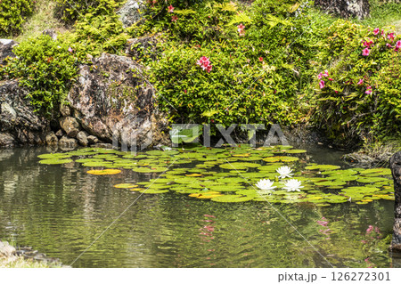 龍潭寺庭園（浜松市）に咲くスイレン 126272301