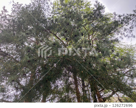 View from below of a lush fir tree with cones and green needles 126272696