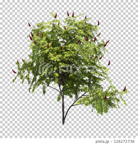 bush isolate on a transparent background, 3D illustration, cg render 126272736