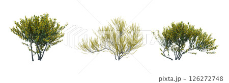 bush isolate on a transparent background, 3D illustration, cg render 126272748
