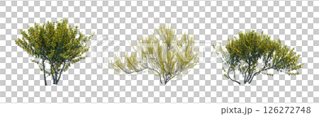 bush isolate on a transparent background, 3D illustration, cg render 126272748