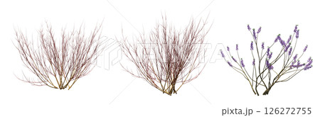 bush isolate on a transparent background, 3D illustration, cg render 126272755