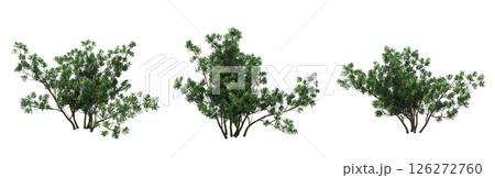 bush isolate on a transparent background, 3D illustration, cg render bush isolate on a transparent background, 3D illustration, cg render 126272760