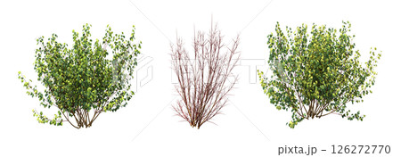 bush isolate on a transparent background, 3D illustration, cg render 126272770