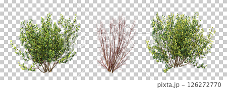 bush isolate on a transparent background, 3D illustration, cg render 126272770