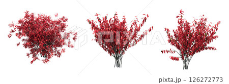 bush isolate on a transparent background, 3D illustration, cg render bush isolate on a transparent background, 3D illustration, cg render 126272773