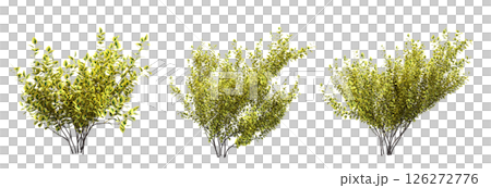 bush isolate on a transparent background, 3D illustration, cg render 126272776