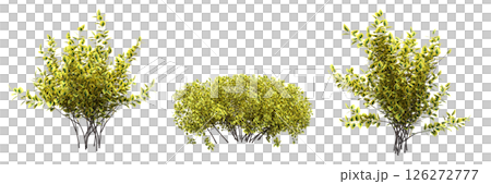 bush isolate on a transparent background, 3D illustration, cg render bush isolate on a transparent background, 3D illustration, cg render 126272777