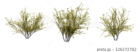 bush isolate on a transparent background, 3D illustration, cg render 126272782