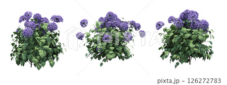 bush isolate on a transparent background, 3D illustration, cg render 126272783
