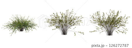 bush isolate on a transparent background, 3D illustration, cg render 126272787