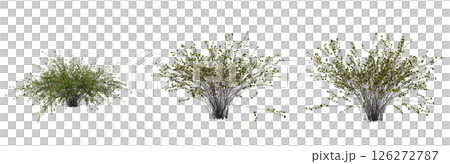 bush isolate on a transparent background, 3D illustration, cg render 126272787
