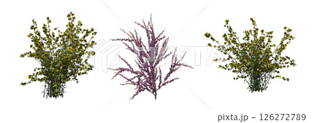 bush isolate on a transparent background, 3D illustration, cg render 126272789