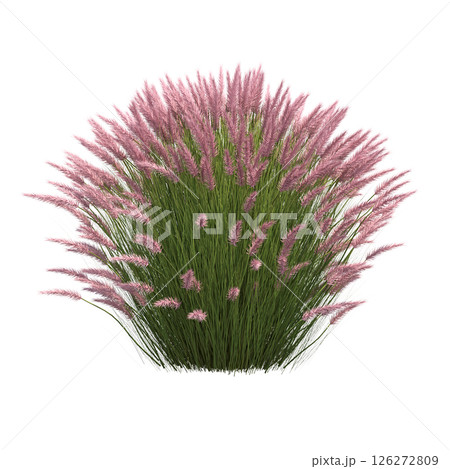 bush isolate on a transparent background, 3D illustration, cg render bush isolate on a transparent background, 3D illustration, cg render 126272809