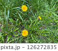 A yellow dandelion flower grows among the green grass 126272835