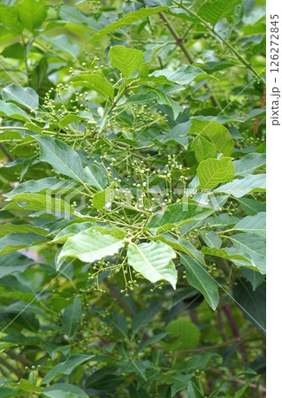 マユミの蕾・2025年4月 126272845