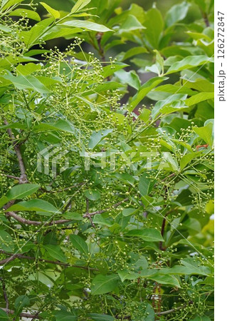 マユミの蕾・2025年4月 126272847