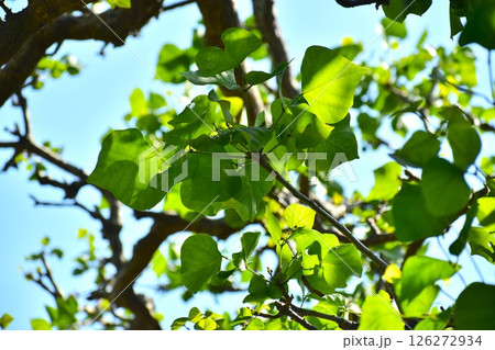 うりずんの晴天とデイゴの若葉 126272934