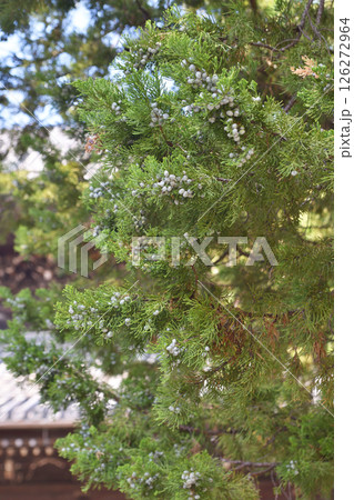 建仁寺のビャクシン 126272964