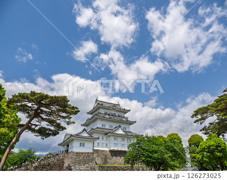 小田原城の天守閣と新緑の風景 小田原城の天守閣と新緑の風景 126273025