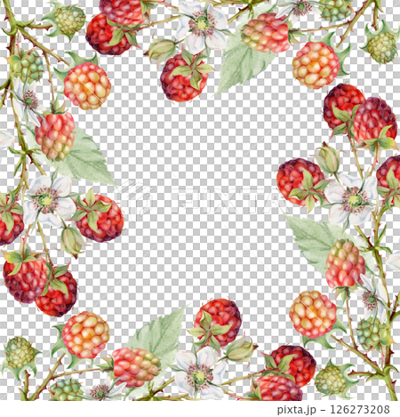 Raspberry square frame, berries leaves flowers on thorny spiked branch hand drawn in watercolor. Ripe dewberry mulberry. Isolated border illustration. Home preserves, grocery store, realistic closeup 126273208