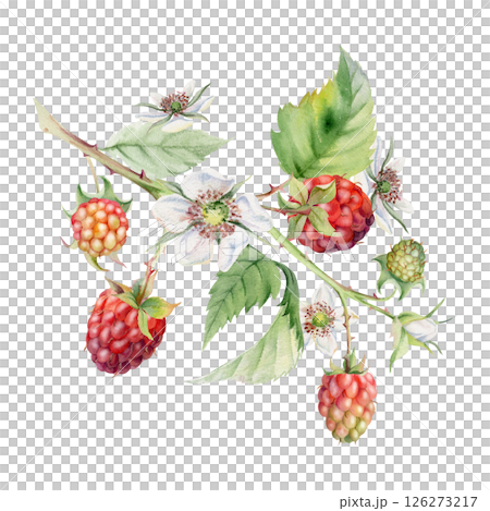Raspberry leaves flowers berries hanging on thorny spiked branch watercolor hand drawn. Ripe dewberry mulberry. Isolated botanical illustration. Home preserves cookbook, grocery store, closeup card Raspberry leaves flowers berries hanging on thorny spiked branch watercolor hand drawn. Ripe dewberry mulberry. Isolated botanical illustration. Home preserves cookbook, grocery store, closeup card 126273217