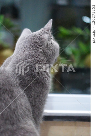 9 months old British Blue, British Shorthair cat looking at the garden view outside the window 9 months old British Blue, British Shorthair cat looking at the garden view outside the window 126273253