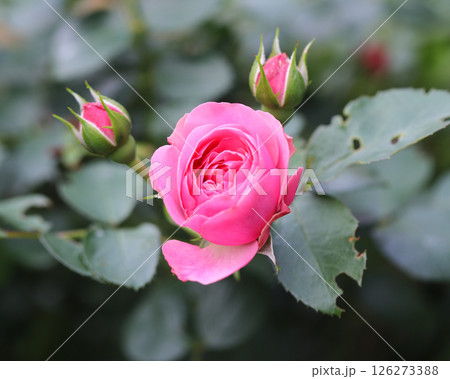 自然に咲くバラ 126273388