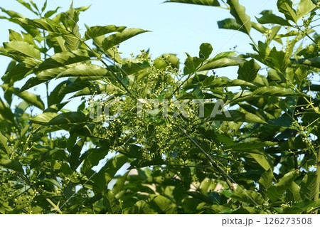 マユミの花と蕾 ・2025年4月　 126273508