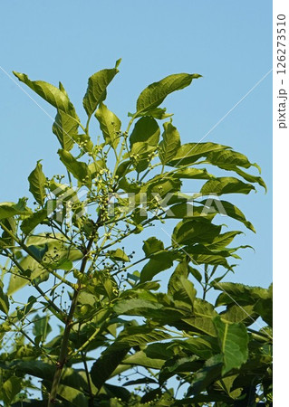 マユミの花と蕾 ・2025年4月　 126273510