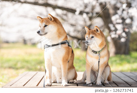 桜の木の下で仲良し柴犬 可愛い柴犬 柴犬茜 桜の木の下で仲良し柴犬 可愛い柴犬 柴犬茜 126273741