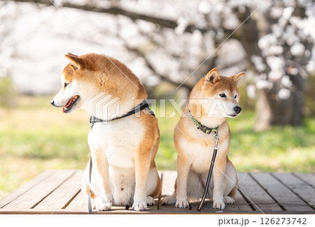 桜の木の下で仲良し柴犬 可愛い柴犬 柴犬茜 桜の木の下で仲良し柴犬 可愛い柴犬 柴犬茜 126273742