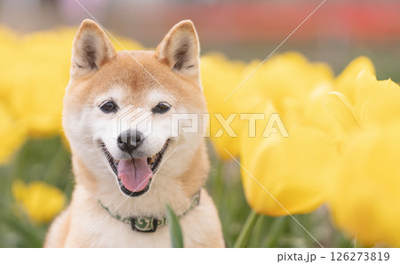 チューリップ畑で遊ぶ柴犬 可愛い柴犬 柴犬茜 チューリップ畑で遊ぶ柴犬 可愛い柴犬 柴犬茜 126273819