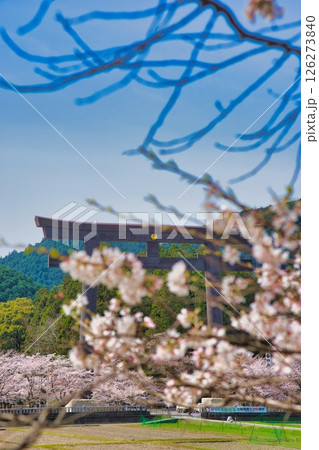 熊野本宮大社 大鳥居 桜 126273840