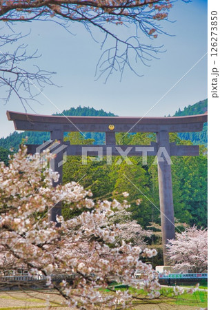 熊野本宮大社 大鳥居 桜 熊野本宮大社 大鳥居 桜 126273850