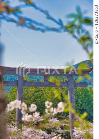 熊野本宮大社 大鳥居 桜 熊野本宮大社 大鳥居 桜 126273853
