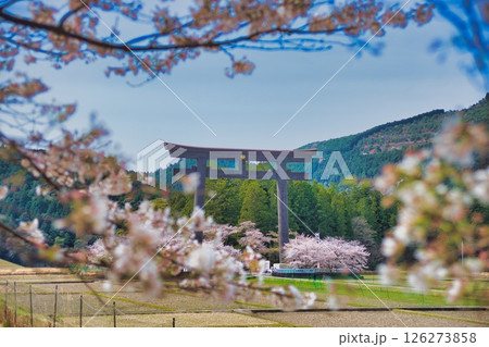 熊野本宮大社 大鳥居 桜 126273858
