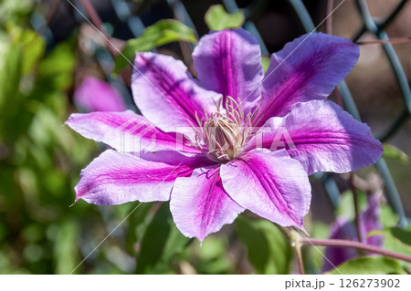 優雅な花クレマチス、ドクター・ラップル【キンポウゲ科センニンソウ属】 優雅な花クレマチス、ドクター・ラップル【キンポウゲ科センニンソウ属】 126273902